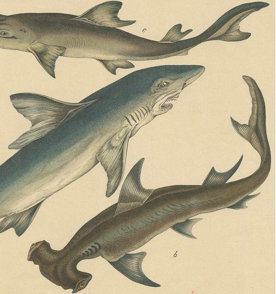 19th Century Antique Fish Print of Shark species by Schubert, circa 1875