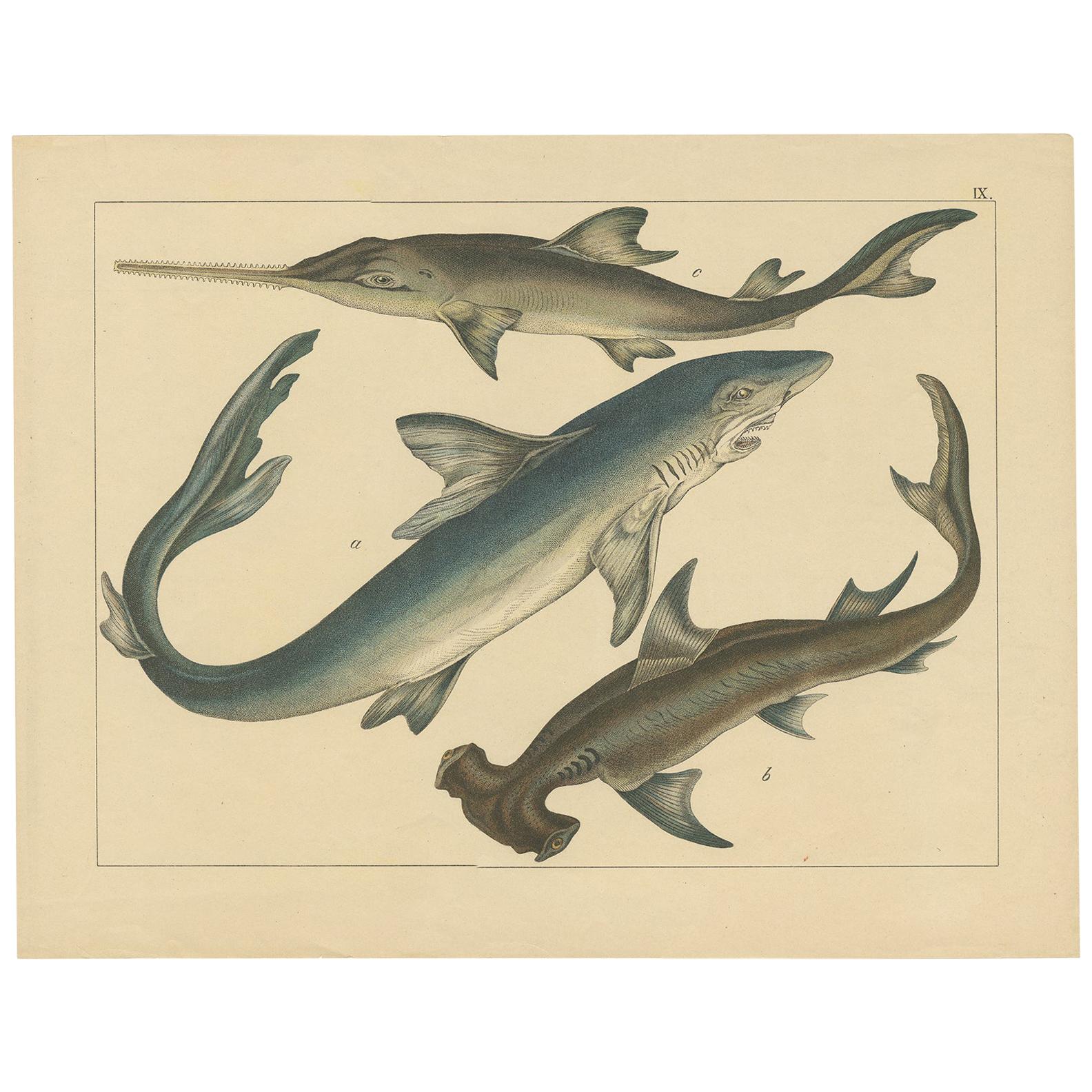 Antique Fish Print of Shark species by Schubert, circa 1875