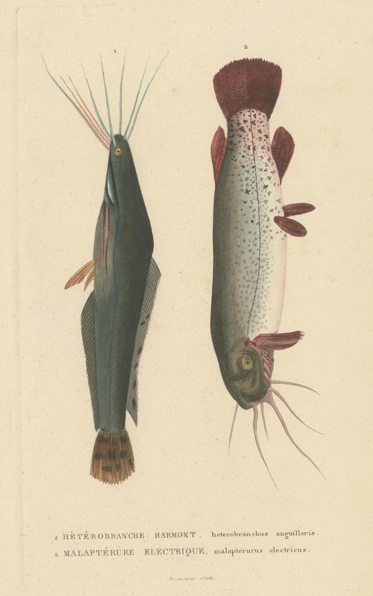 Antique print titled 'Hètérobranche Harmont - Malaptérure Electrique'. This print depicts the heterobranchus bidorsalis (the African catfish or eel-like fattyfin catfish) and malapterurus electricus, a species of electric catfish. This print