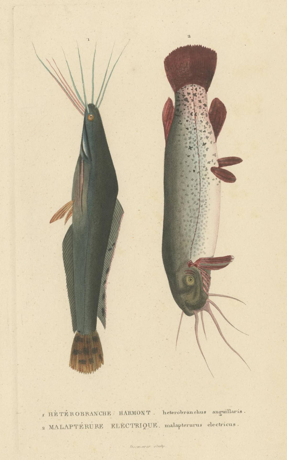 Antique Fish Print of the African Catfish and Electric Catfish by Drapiez '1853'
