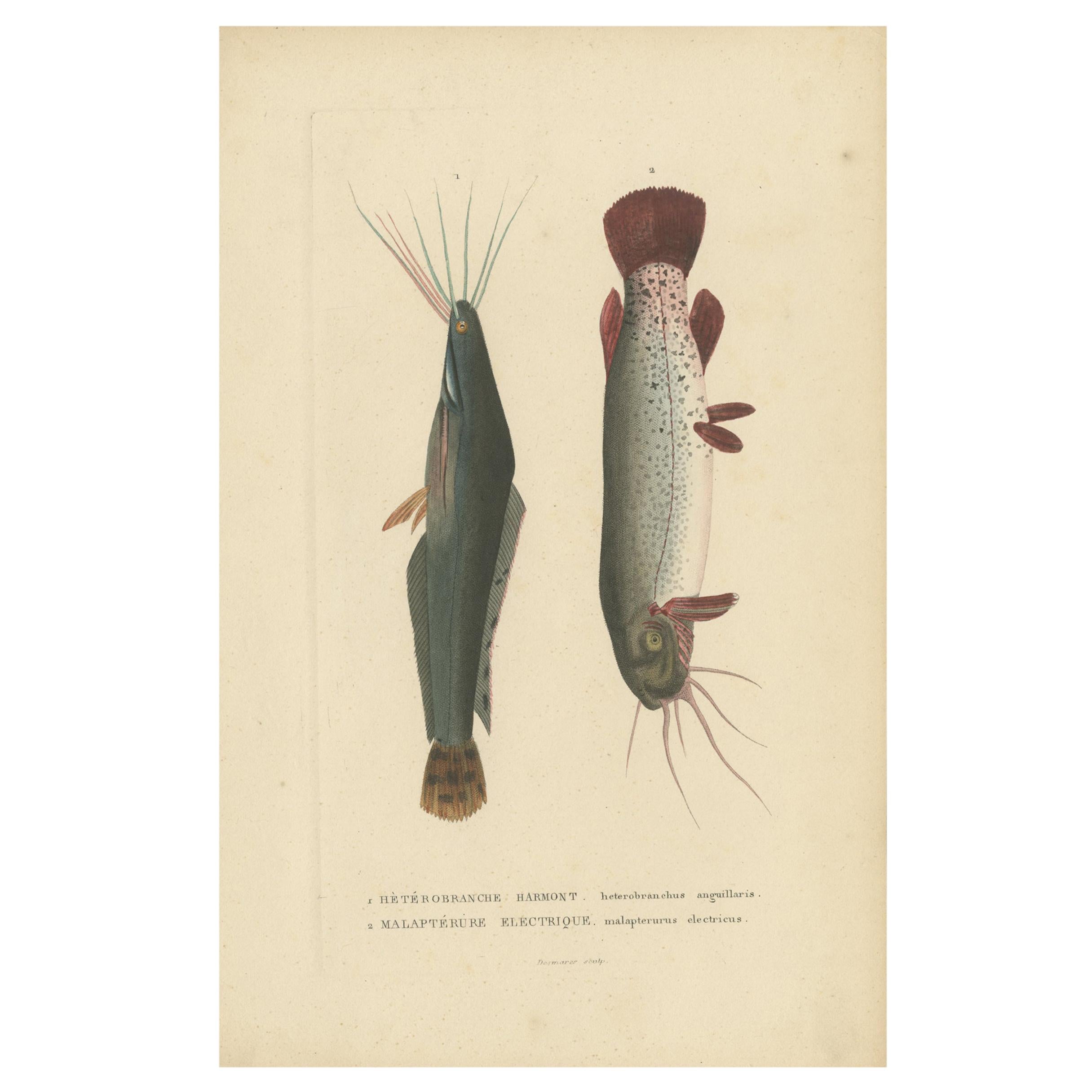 Impression ancienne de poissons représentant un poisson africain et un chaton électrique par Drapiez '1853'