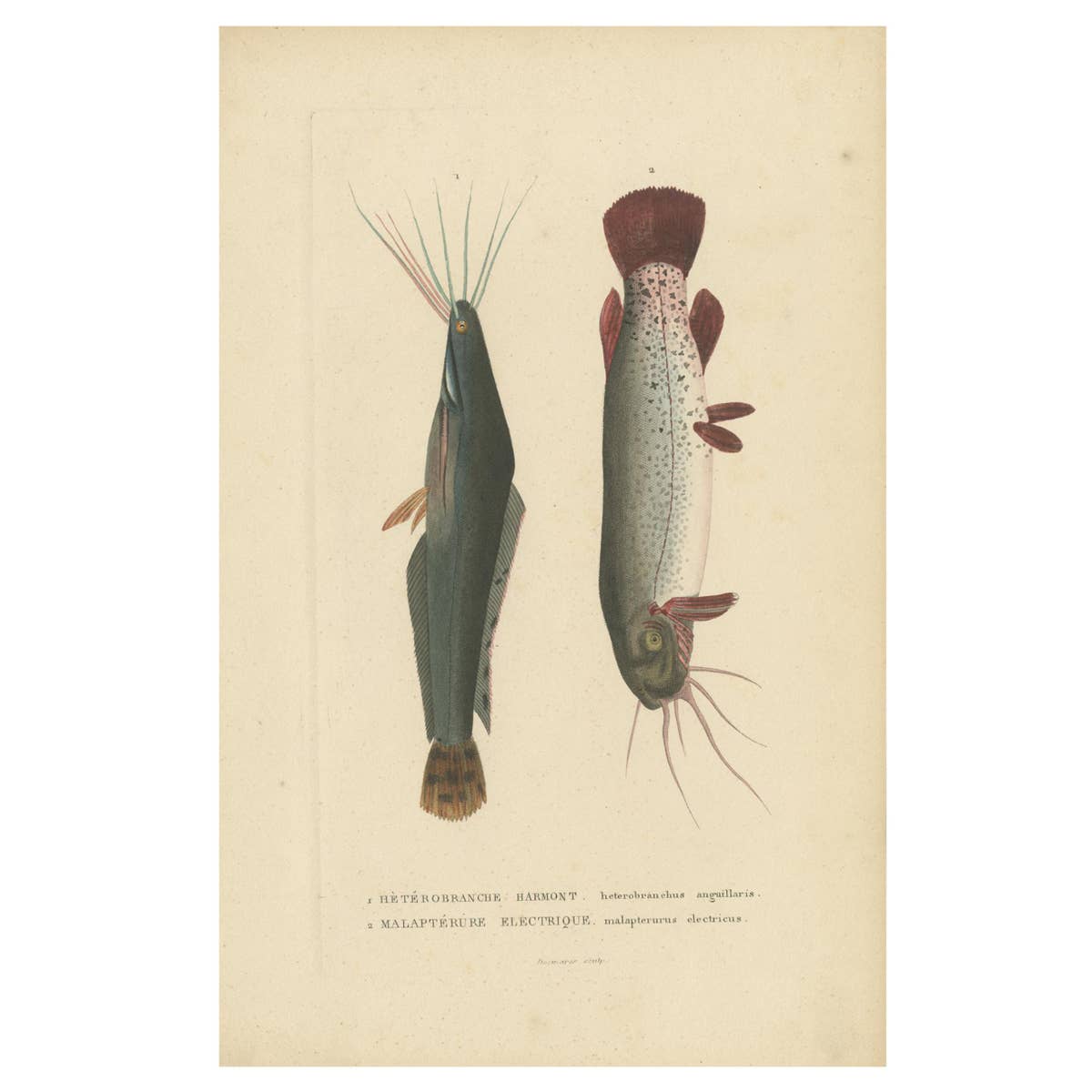 Antique Fish Print of the African Catfish and Electric Catfish by Drapiez '1853'