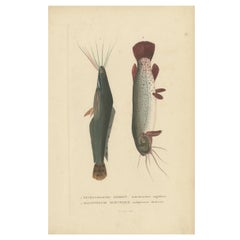 Antique Fish Print of the African Catfish and Electric Catfish by Drapiez '1853'
