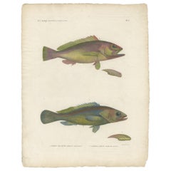 Antique Fish Print of the Epinephelus Areolatus and Epinephelus Aeneus, 1809