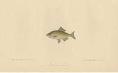 Antique Fish Print of the European Bitterling by Gervais & Boulart, circa 1876