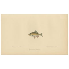Antique Fish Print of the European Bitterling by Gervais & Boulart, circa 1876