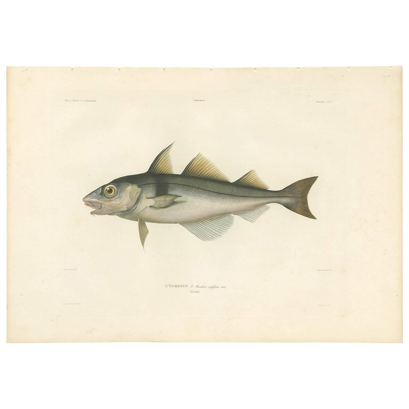 Impression de poissons antique du Haddock par M.P. Gaimard, 1842