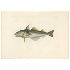 Impression de poissons antique du Haddock par M.P. Gaimard, 1842