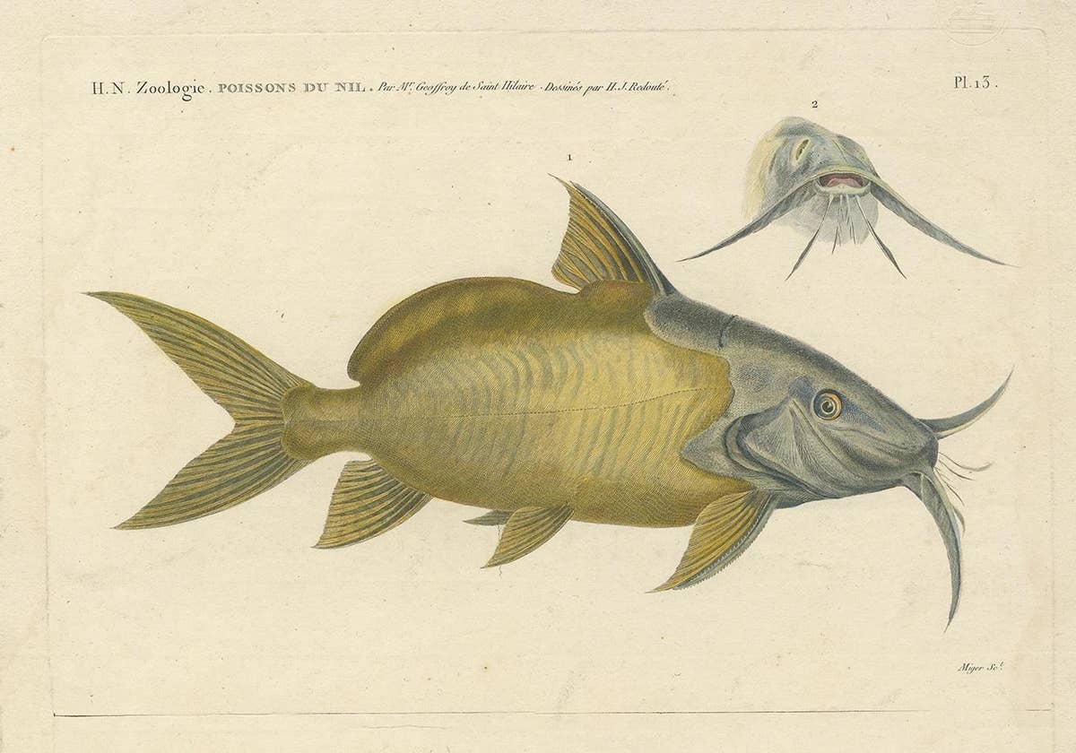 Antique Fish Print of the Synodontis Membranacea and Pimelodus Clarias, 1809
