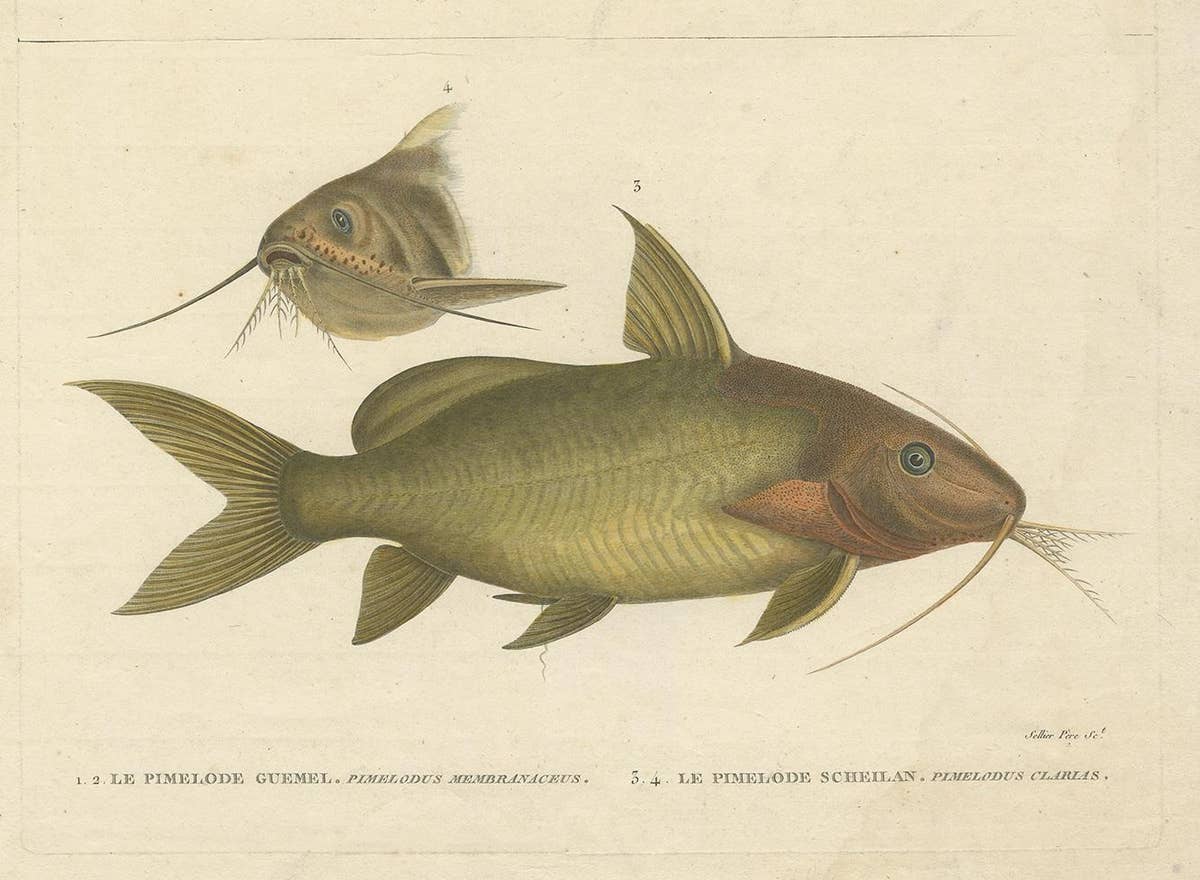 Antique Fish Print of the Synodontis Membranacea and Pimelodus Clarias, 1809
