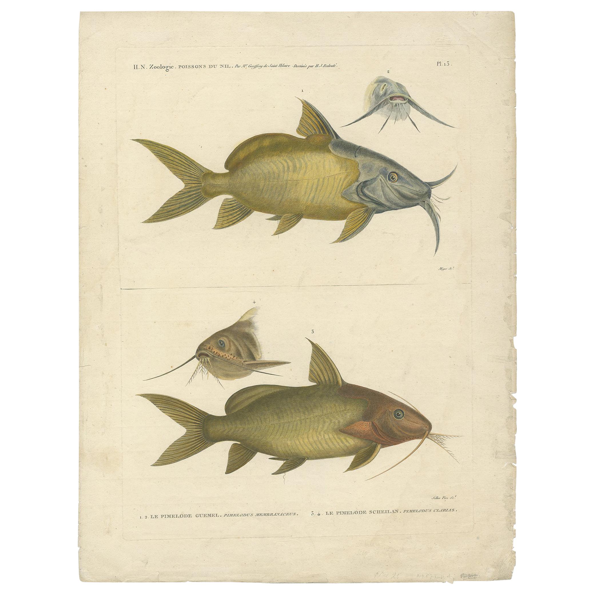Antique Fish Print of the Synodontis Membranacea and Pimelodus Clarias, 1809 For Sale