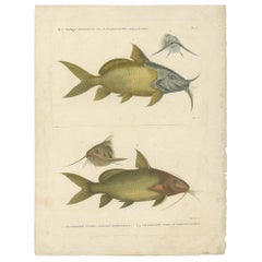 Antique Fish Print of the Synodontis Membranacea and Pimelodus Clarias, 1809