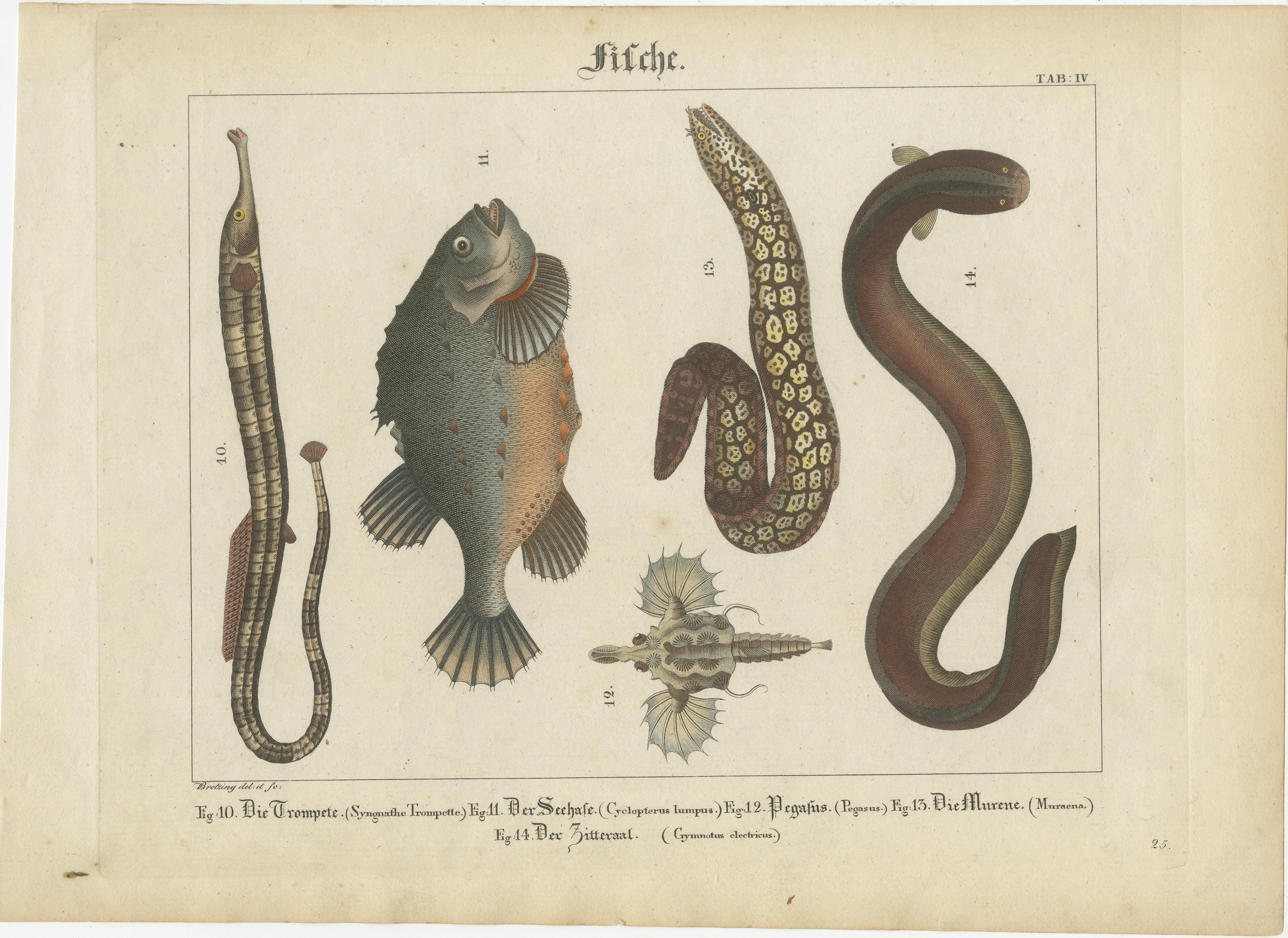 Antiker Druck - TRUMPETFISCH, MORAY, ELEKTRISCHER AAL, LUMPSUCKER, SEAMOTH - Wilmsen - 1821

Antiker Druck - EIERFISCH, CHIMAERA, BELUGA STURGEON - Wilmsen - 1821

Radierung und Kupferstich auf Pergamentpapier. Original Handkolorierung.

Tafel IV: