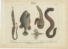 Antique Fish Prints – Engraved Plates of Rare Species, Hand-Colored, c.1821