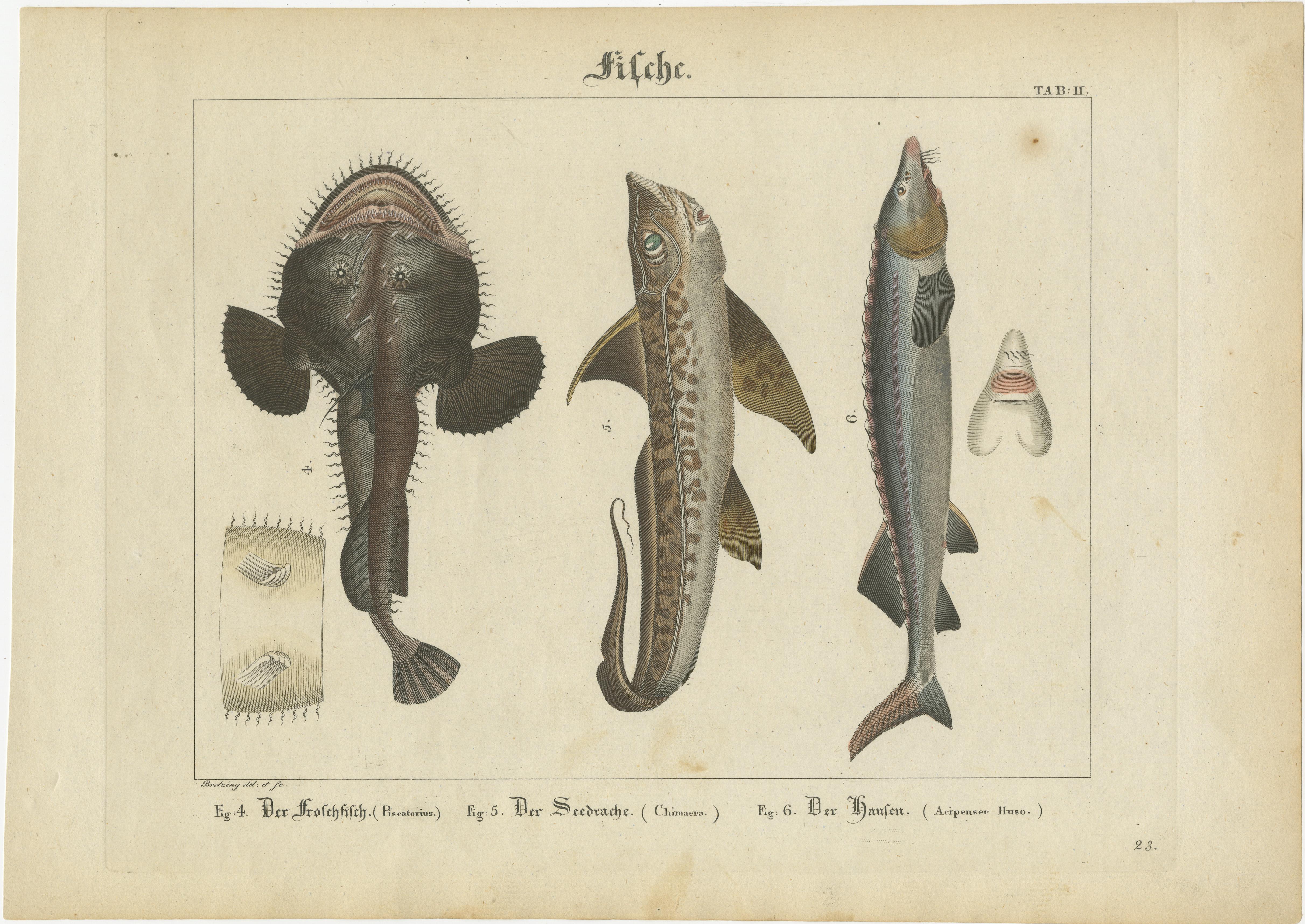 Antike Fischdrucke - Gestochene Platten von seltenen Arten, handkoloriert, um 1821 (Deutsch) im Angebot