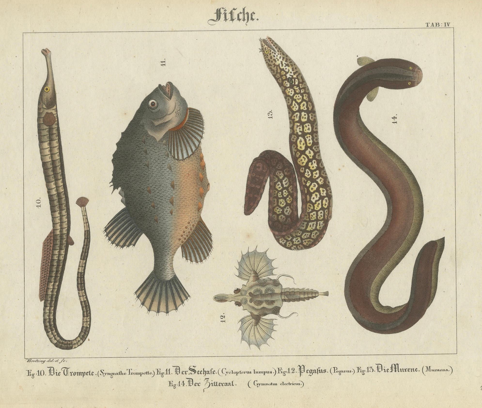 Antike Fischdrucke - Gestochene Platten von seltenen Arten, handkoloriert, um 1821 im Zustand „Gut“ im Angebot in Langweer, NL