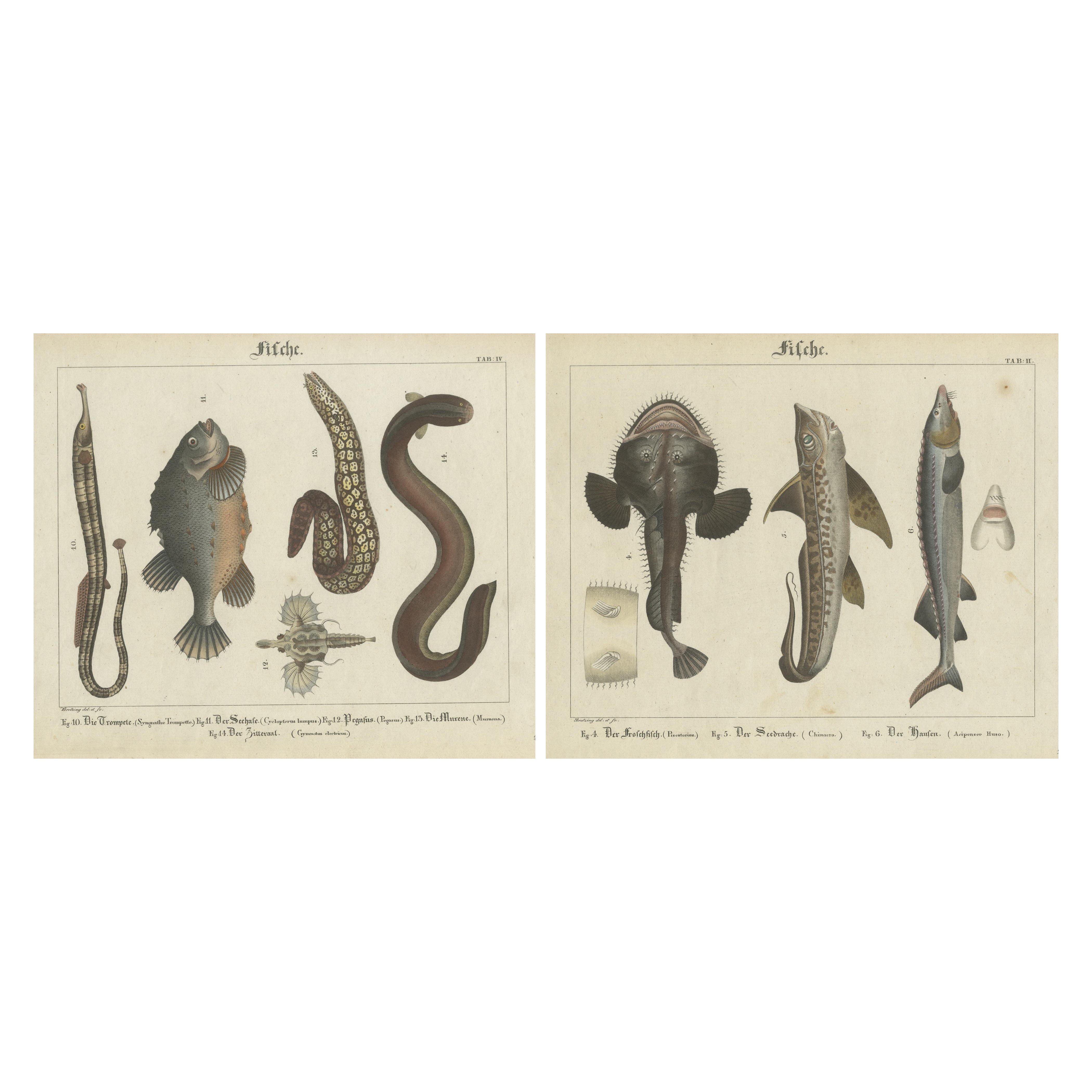 Antike Fischdrucke - Gestochene Platten von seltenen Arten, handkoloriert, um 1821 im Angebot