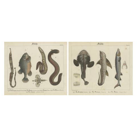 Antique Fish Prints – Engraved Plates of Rare Species, Hand-Colored, c.1821
