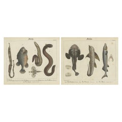 Antike Fischdrucke - Gestochene Platten von seltenen Arten, handkoloriert, um 1821