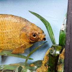 Antique Fish Taxidermy Glass Showcase with Bream, ca. 1900