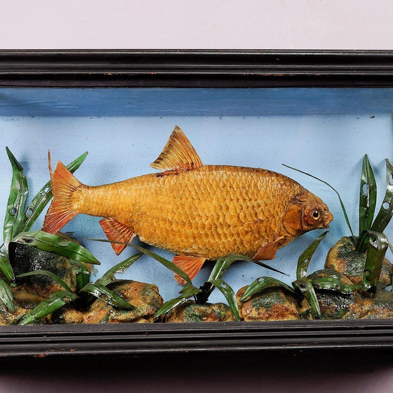 Antique Fish Taxidermy Glass Showcase with Bream, ca. 1900 In Good Condition For Sale In Berghuelen, DE