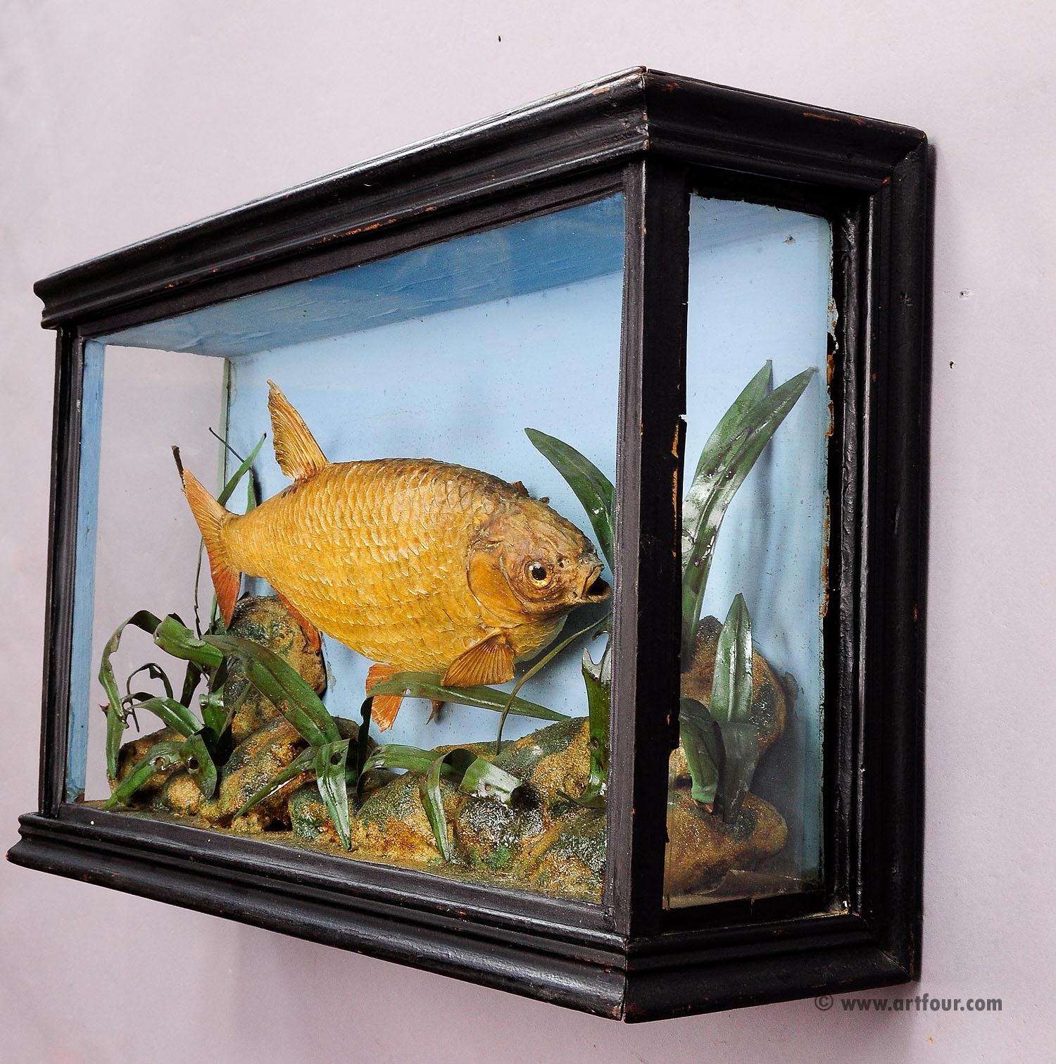 Antikes Fisch- Taxidermie-Glas-Schrank mit Schaumstoff, um 1900 (20. Jahrhundert) im Angebot