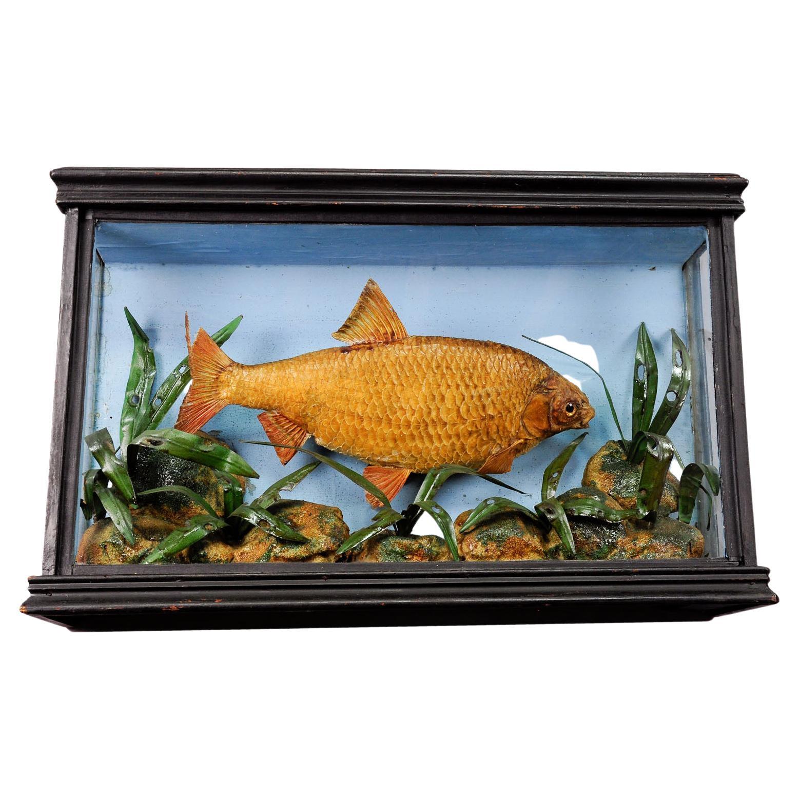Antique Fish Taxidermy Glass Showcase with Bream, ca. 1900 For Sale