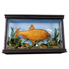 Antique Fish Taxidermy Glass Showcase with Bream, ca. 1900