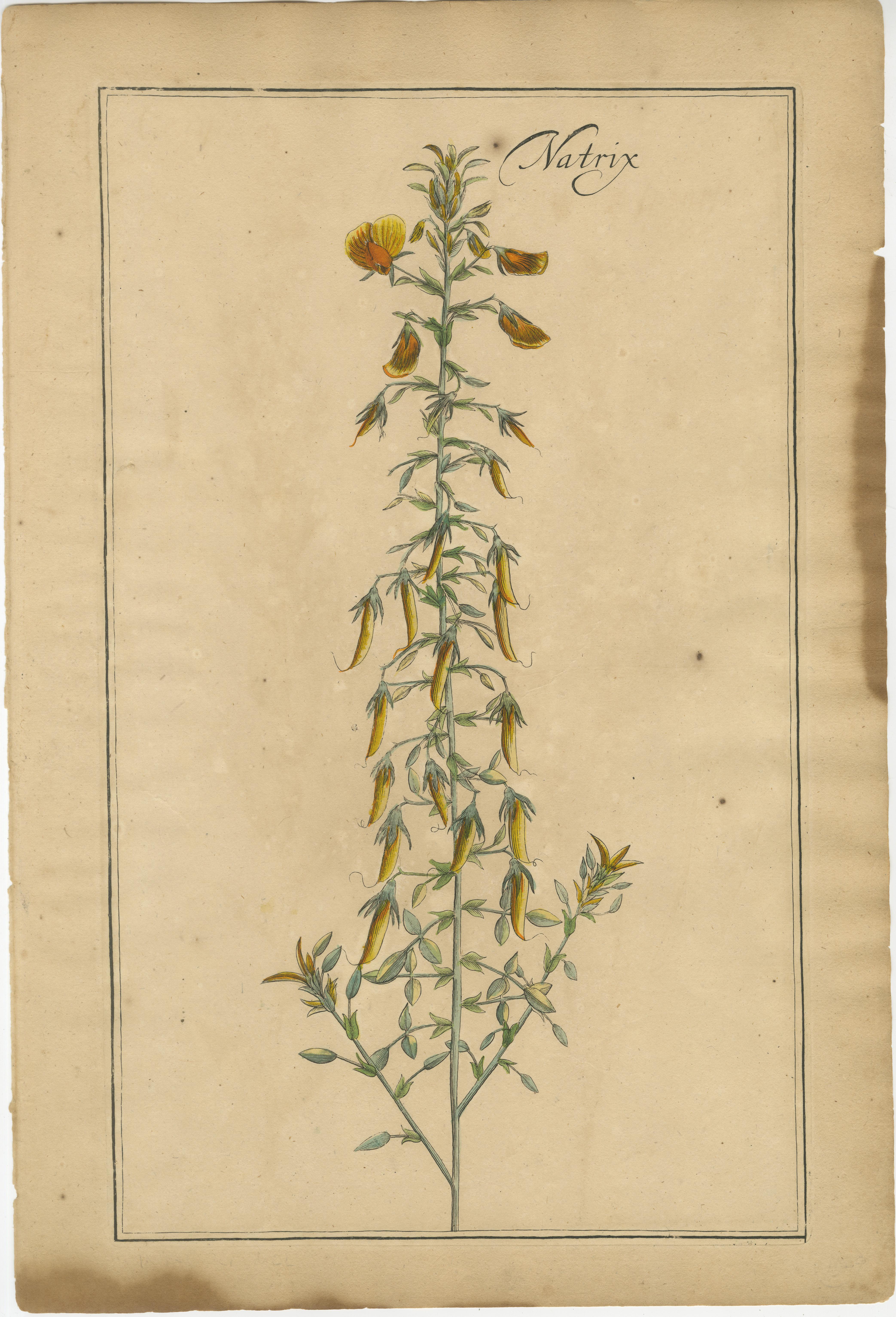 Botanici di Rivinus: Natrix, Astragalus & Cytisus, Lipsia, anni 1690 (set di 3)

Set di tre incisioni botaniche in rame della fine del XVII/inizio del XVIII secolo con colori a mano d'epoca, attribuite ad Augustus Quirinus Rivinus e al suo progetto