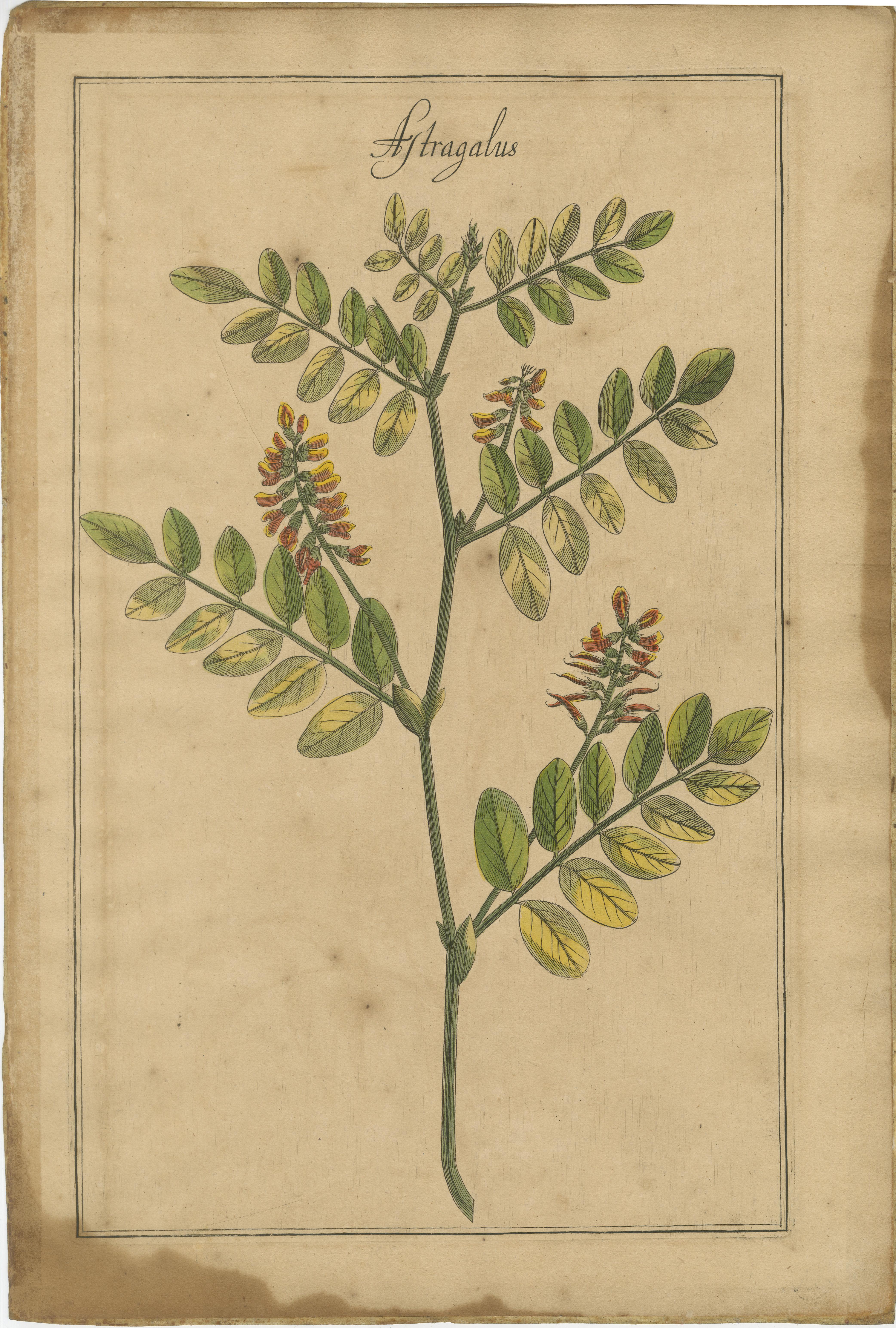Tedesco Botaniche floreali antiche - Natrix, Astragalus e Cytisus, Lipsia, 1690 in vendita