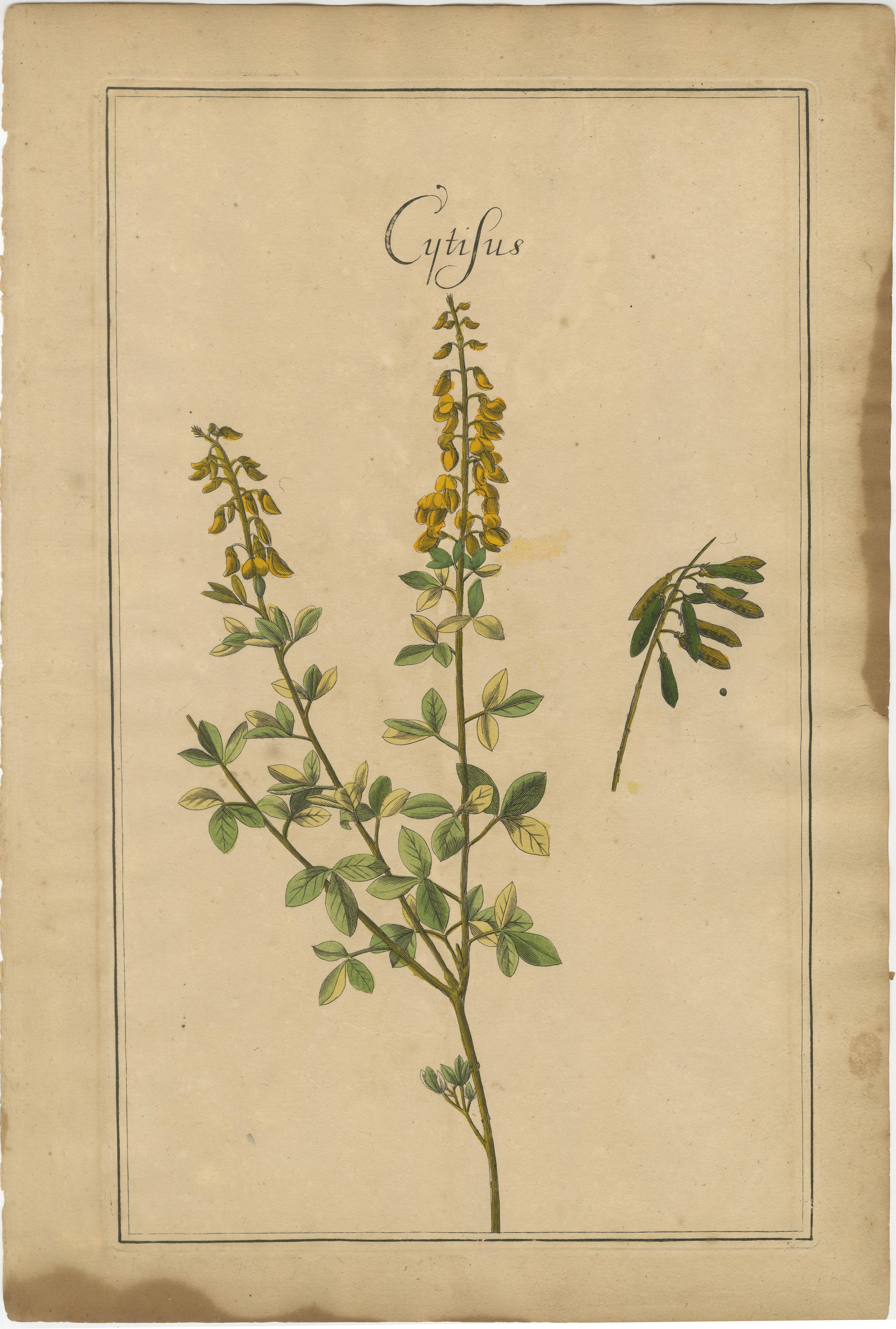 Inciso Botaniche floreali antiche - Natrix, Astragalus e Cytisus, Lipsia, 1690 in vendita