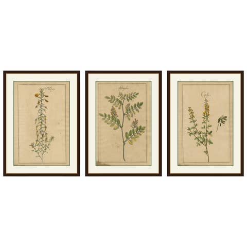 Antique Floral Botanicals – Natrix, Astragalus & Cytisus, Leipzig 1690s