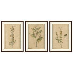 Botaniche floreali antiche - Natrix, Astragalus e Cytisus, Lipsia, 1690