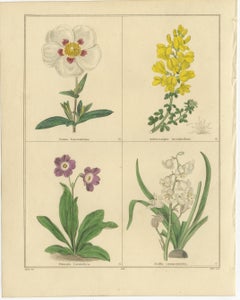 Gravures florales anciennes de B. Maund du Jardin Botanique 1836