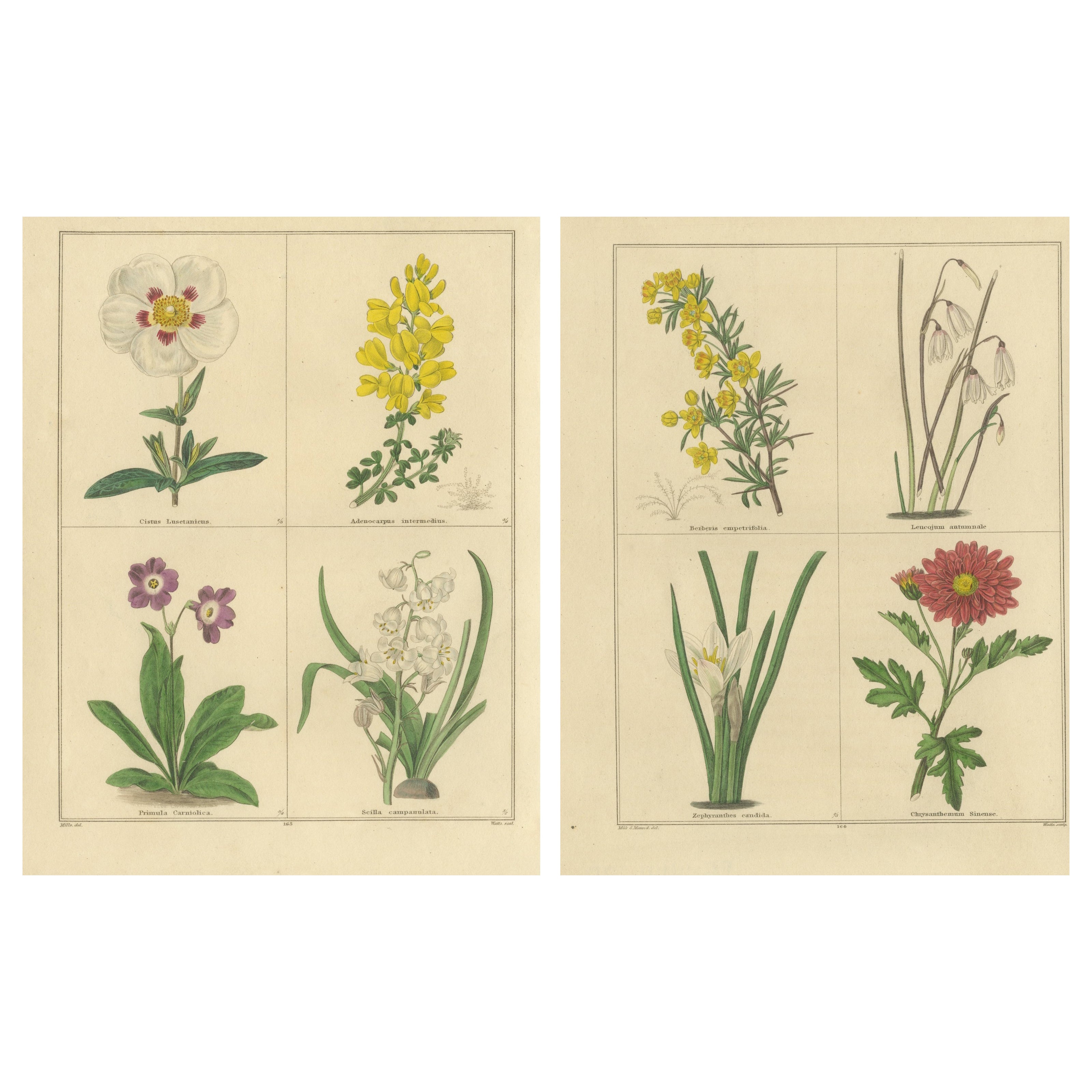 Gravures florales anciennes de B. Maund du Jardin Botanique 1836