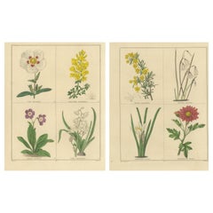 Antique Floral Engravings by B. Maund from The Botanic Garden 1836