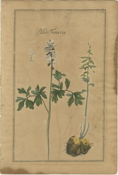 Antique Floral & Legume Botanical Prints – Set of Four, 18th Century