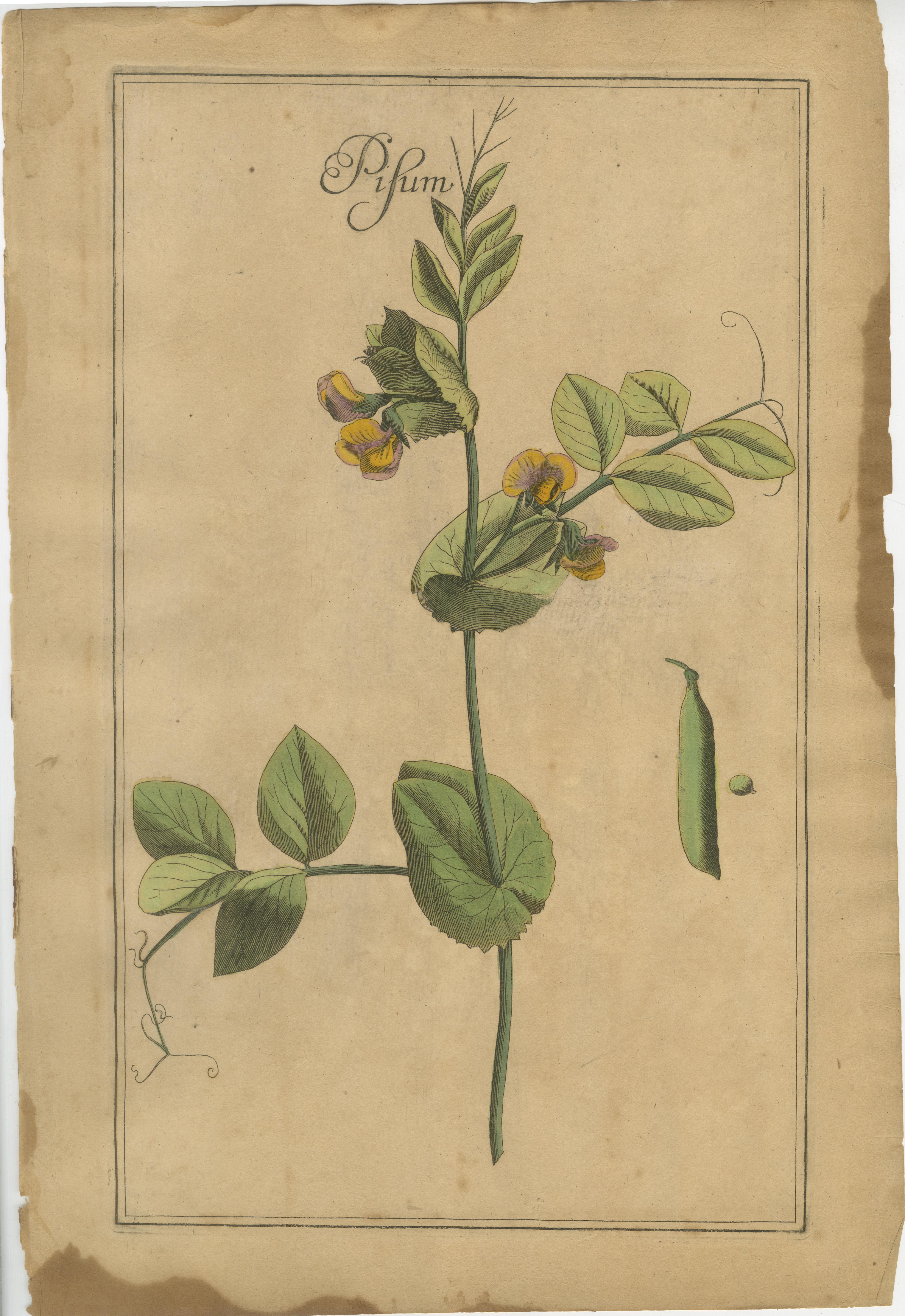 Tedesco Stampe botaniche antiche di fiori e legumi - Set di quattro, 18° secolo in vendita