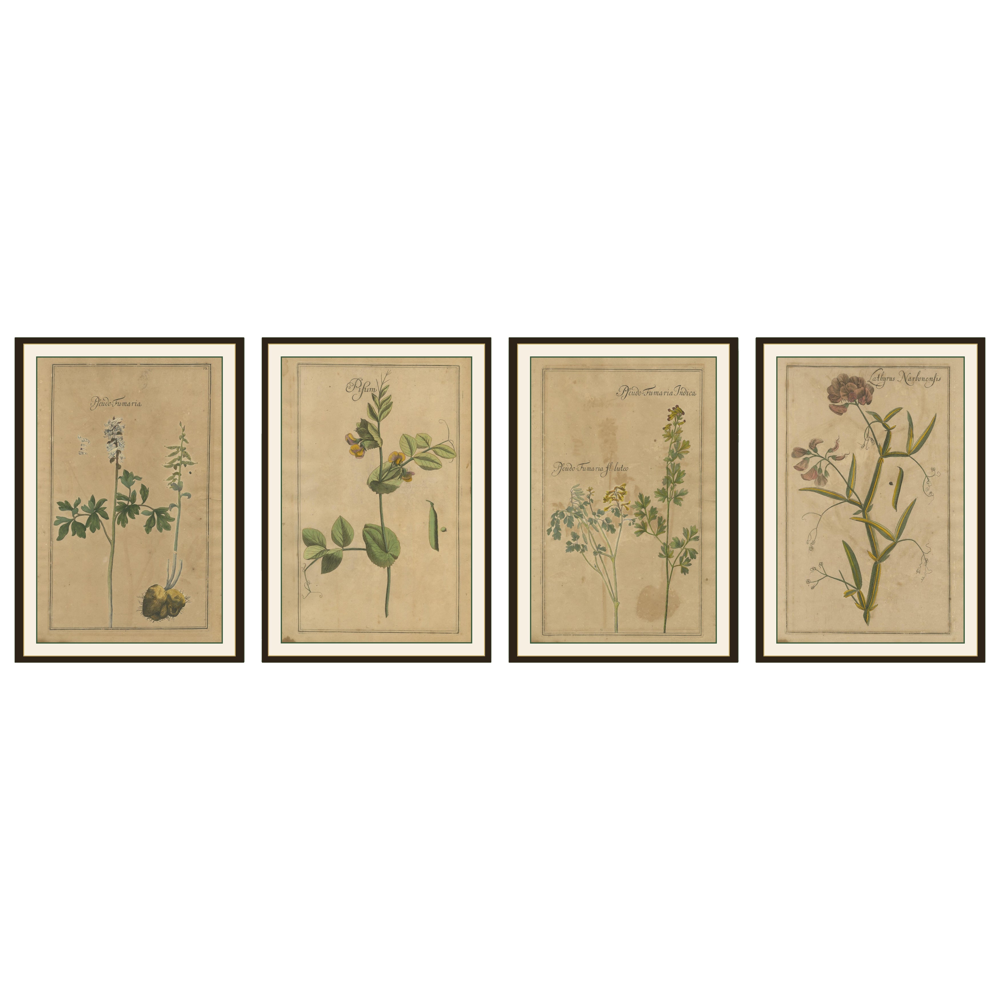 Stampe botaniche antiche di fiori e legumi - Set di quattro, 18° secolo