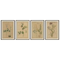 Stampe botaniche antiche di fiori e legumi - Set di quattro, 18° secolo