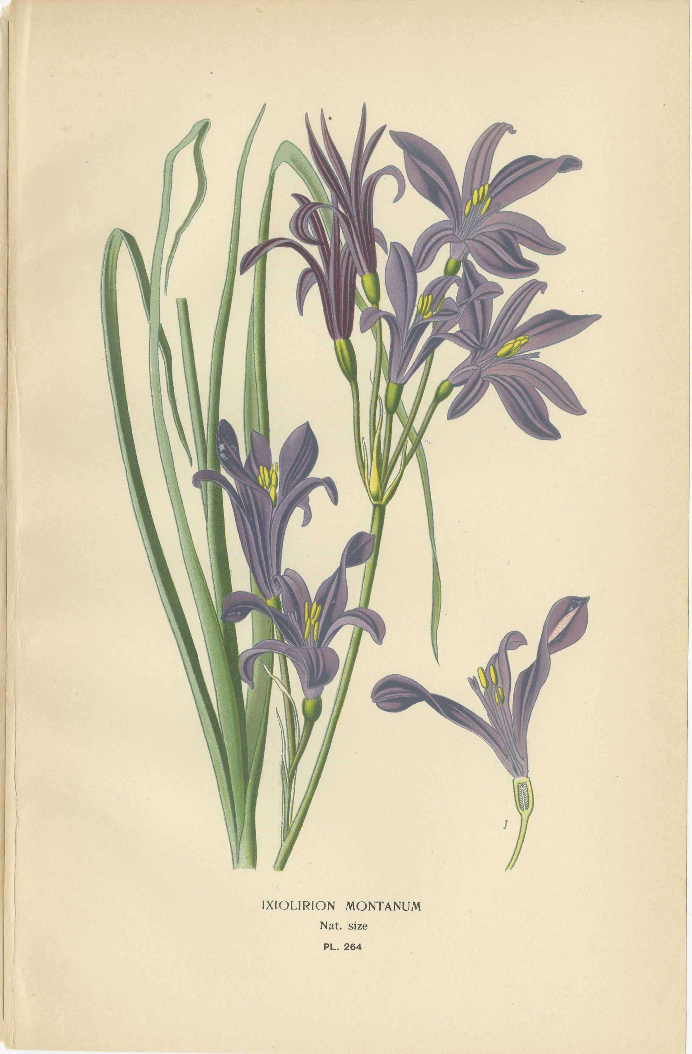 Antico set di tre cromolitografie botaniche - Ixiolirion, Tuberosa e Aspidistra, 1897

Descrizione:
Questo bellissimo set di tre cromolitografie originali risale al 1897 e proviene da Favourite Flowers of Garden and Greenhouse di Edward Step, con