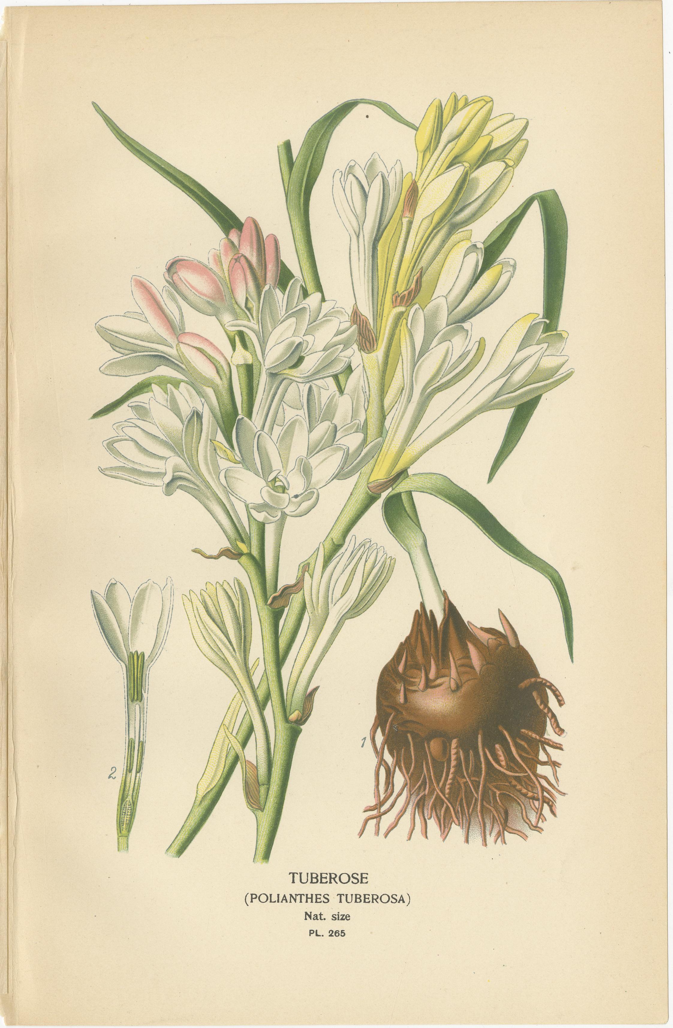 Inglese Antiche cromolitografie di fiori 1897 - Ixiolirion, Tuberosa e Aspidistra in vendita