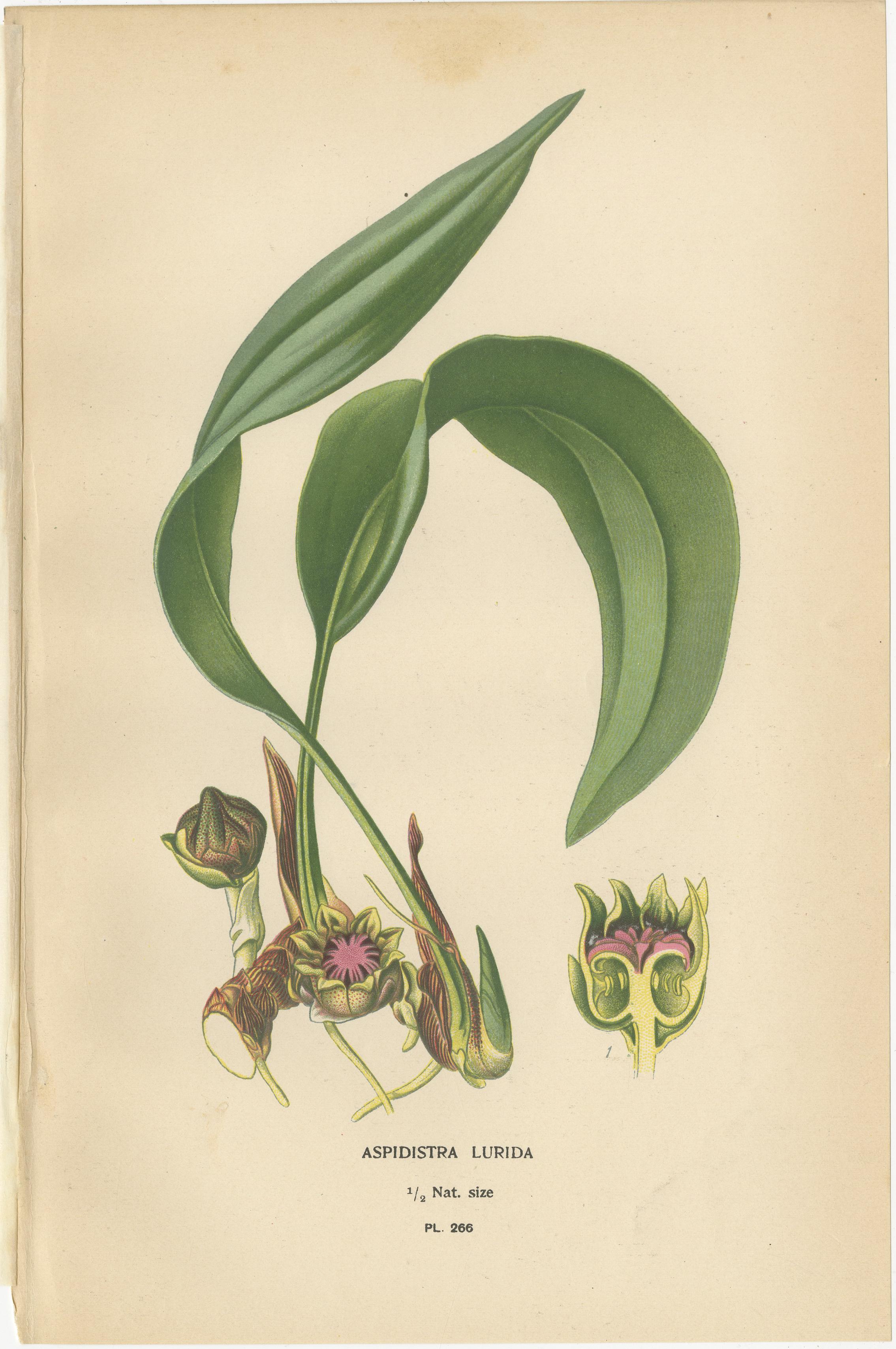Antiche cromolitografie di fiori 1897 - Ixiolirion, Tuberosa e Aspidistra In condizioni buone in vendita a Langweer, NL