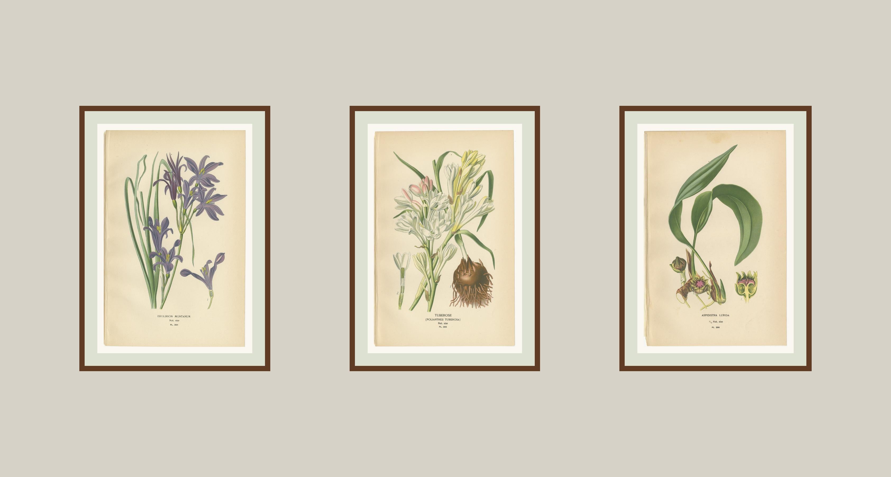XIX secolo Antiche cromolitografie di fiori 1897 - Ixiolirion, Tuberosa e Aspidistra in vendita