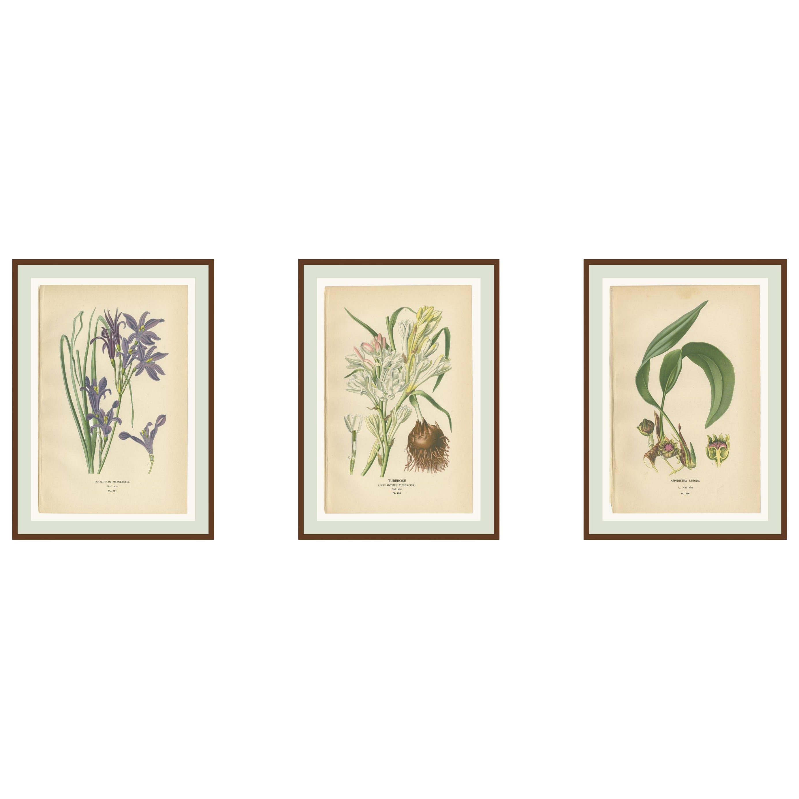 Antiche cromolitografie di fiori 1897 - Ixiolirion, Tuberosa e Aspidistra