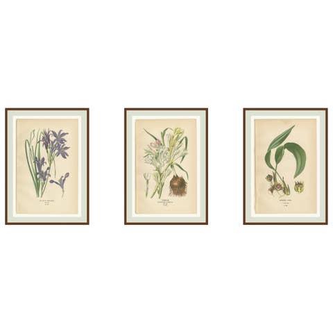 Antique Flower Chromolithographs 1897 – Ixiolirion, Tuberose & Aspidistra