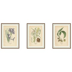 Antiche cromolitografie di fiori 1897 - Ixiolirion, Tuberosa e Aspidistra