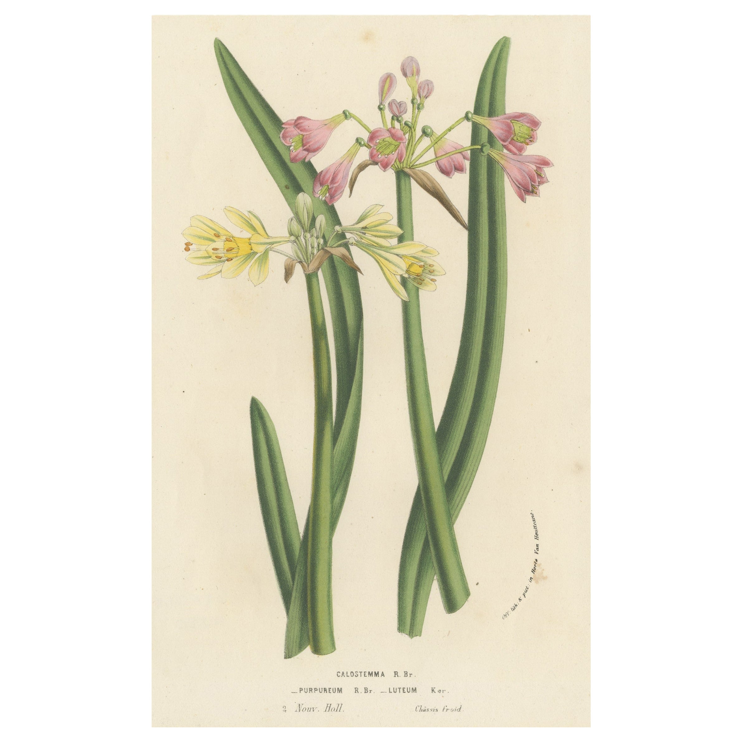 Antike Blumenlithographie mit lila und gelben Wilcannia- Lilien, 1856