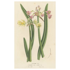 Antike Blumenlithographie mit lila und gelben Wilcannia- Lilien, 1856