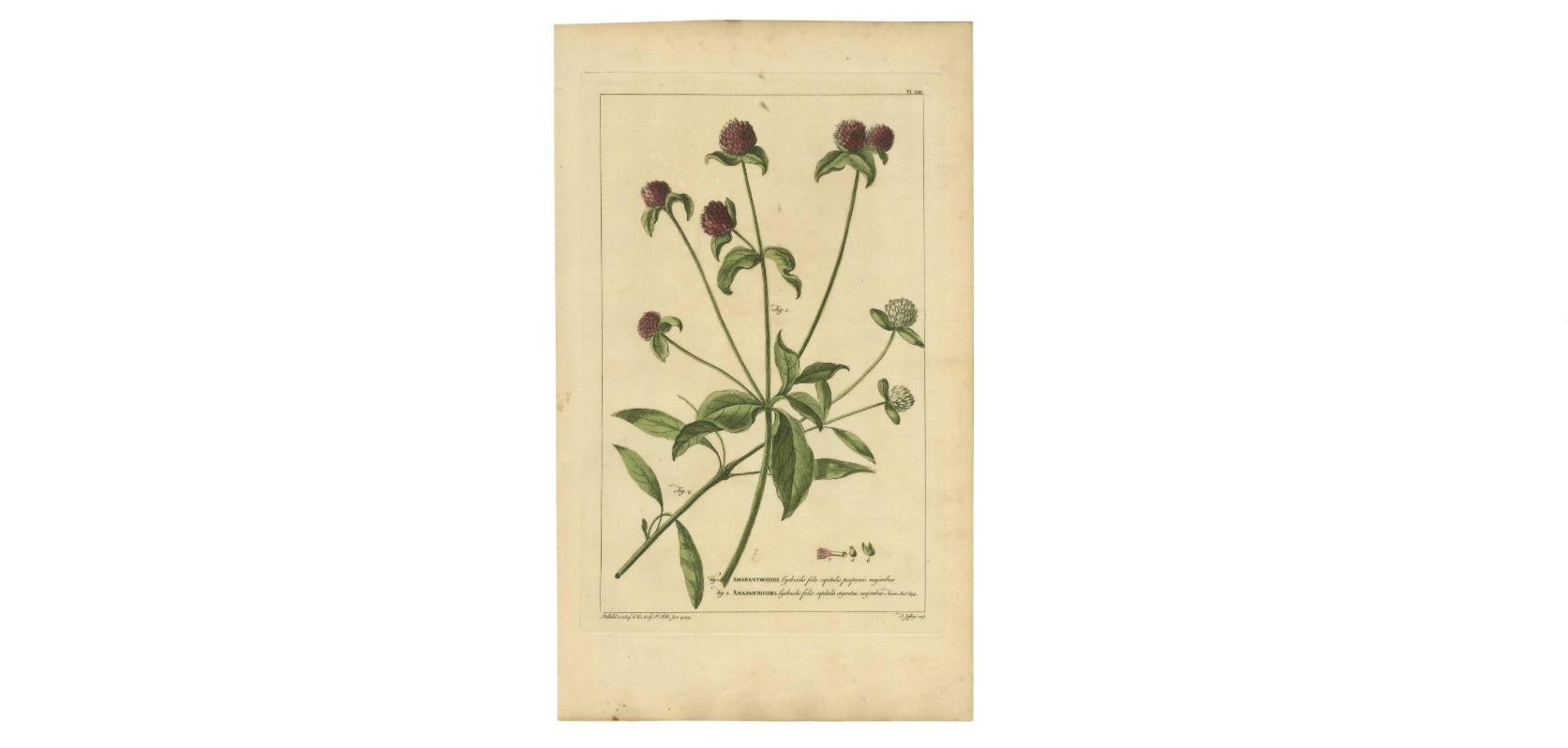Antiker Blumendruck „Amaranthoides“ , 1755 im Zustand „Gut“ im Angebot in Langweer, NL